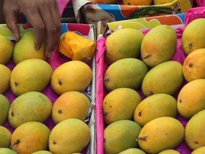 No customers found; The king of fruit also corona | ग्राहकच मिळेनात; फळांच्या राजालाही कोरोनाची बाधा