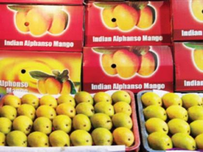 Shipment of hapus and saffron mangoes sent to Japan | हापूस अन् केशर आंब्याची खेप जपानला रवाना