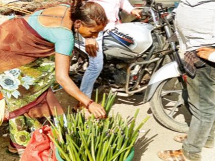 Is it a tulip or a water hyacinth? What exactly are you taking home? | हे ट्युलीप की जलपर्णी ? तुम्ही घरी नेमके काय नेत आहात