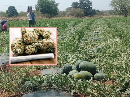 180 cannabis plants in Kalingada farm, farmer arrested in madha solapur | कलिंगडाच्या शेतात गांजाची १८० झाडं, पोलिसांनी केली शेतकऱ्याला अटक