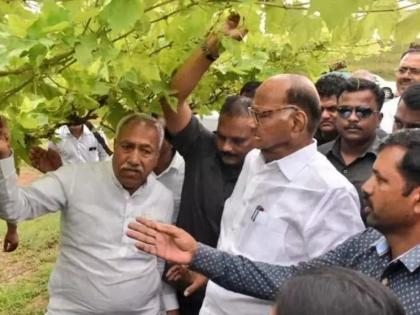 Editorial: Sharad Pawar, wine ... and the government's line! | संपादकीय लेख : शरद पवार, वाईन... आणि सरकारची लाईन!