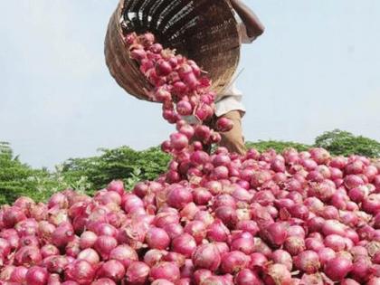 Onion: Onion prices plummeted, leaving summer growers angry in solapur | Onion: कांद्याचा भाव चांगलाच गडगडला, उन्हाळी लागवड करणारा बळीराजा संतापला