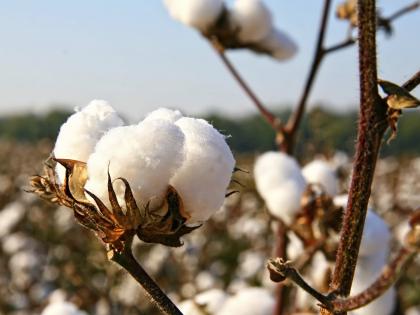 Possible impact on cotton demand due to polyester use | पॉलिस्टर वापरामुळे कापसाच्या मागणीवर परिणामाची शक्यता