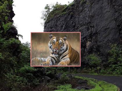 Rumor of tiger sighting on Kharghar Hill; The forest department rejected the claim | खारघर हिलवर वाघ दिसल्याची अफवा; वन विभागाने दावा फेटाळला