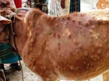 Lumpy's covid-like mutation; The rate of infection increased | लम्पीचे कोविडप्रमाणेच म्युटेशन; संसर्गाचा वेग वाढला