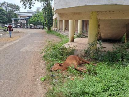 Lumpy-affected animal died after being crushed near the municipal building! | नगर पालिकेच्या इमारती लगतच लम्पीग्रस्त जनावराचा तडफडून मृत्यू !