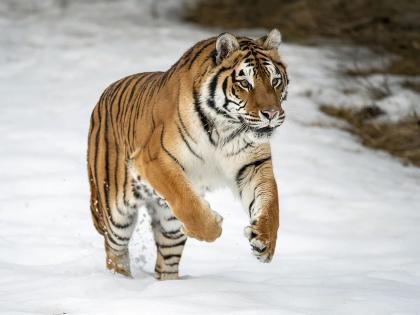 Global tiger numbers increase by 40 percent in seven years | जगभरात सात वर्षांमध्ये वाघांच्या संख्येत 40 टक्क्यांनी वाढ