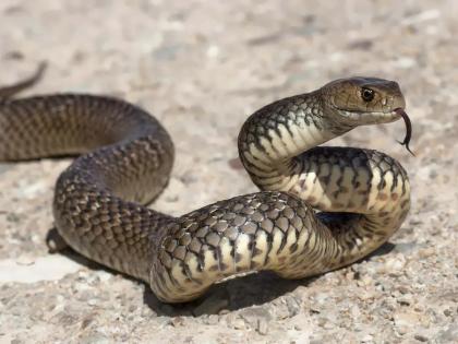 Came from farm Had dinner Slept Diagnosed snakebite only after death | शेतातून आले.. जेवण केले.. झोपी गेले.. मृत्यूनंतरच सर्पदंशाचे निदान झाले