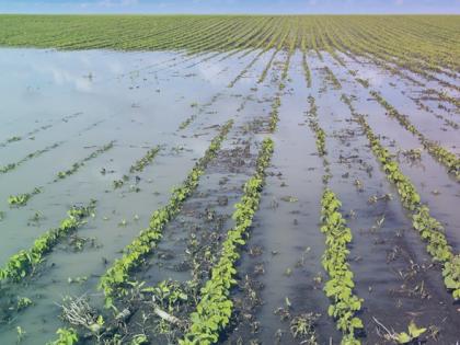 Crops on 9 lakh hectares went into the water rain in maharashtra | अतिवृष्टीने शेतकरी हवालदिल, ९ लाख हेक्टरवरील पिके गेली पाण्यात!