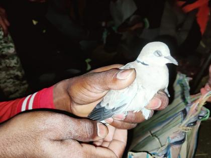 14 arrested for hunting wild birds, 42 live birds seized in bhandara lakhandur | रानपाखरांच्या शिकारप्रकरणी १४ जण अटकेत, ४२ जिवंत पक्षी जप्त