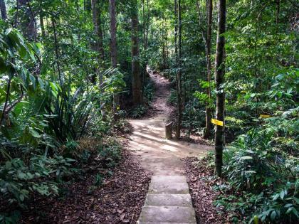 Enjoy the Tree Walk in the style of Malaysia, the elevated nature trail in the park in Mumbai | मलेशियाच्या धर्तीवर 'ट्री वॉक', मुंबईतील उद्यानात चालण्याचा आनंद मिळणार