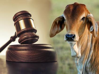 Important suggestion of illahabad High Court to declare cow as national animal by enactment in Parliament | संसदेत कायदा करुन गाईला राष्ट्रीय पशू घोषित करावं, हायकोर्टाची महत्त्वपूर्ण सूचना