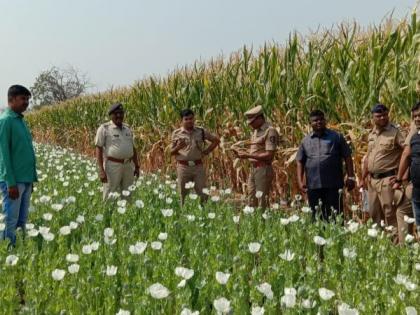 Crime news: The farmer lost his courage, police raided a 3 acre opium farm | Crime news: शेतकऱ्याला हिंमत अंगलट आली, 3 एकरावरील अफू शेतीवर पोलिसांनी धाड टाकली