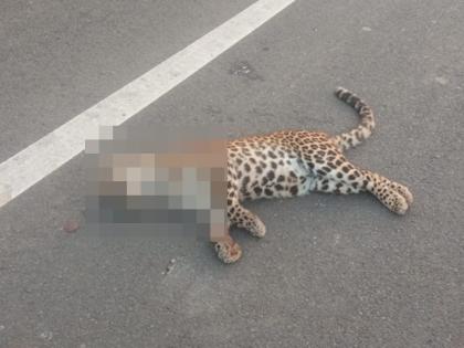 A leopard died in a collision with a vehicle near Kalwadi Fata in jalgaon chalisgaon | कळवाडी फाट्यानजीक वाहनाच्या धडकेत बिबट्याचा मृत्यू, ग्रामस्थांकडून हळहळ