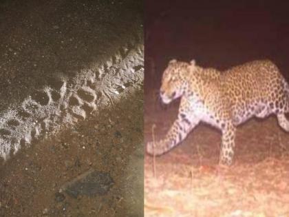 Signs of leopard habitat found in Badlapur were also seen in Anjambul village | बदलापुरात आढळलेल्या बिबट्याच्या वसद अन् जांभूळ गावातही दिसल्या खुणा