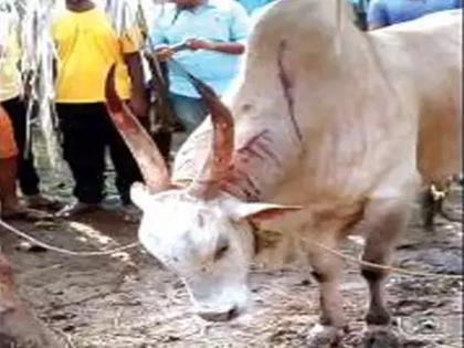 A British woman tourist was injured by a rampaging bull. Banavali incident in Goa | उधळलेल्या बैलाचा ब्रिटिश महिला पर्यटकावर हल्ला; गोव्यातील घटना