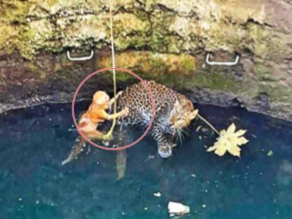 Running after the cat, the leopard also spent the night in the well, on the hunter's back! | मांजरीमागे धावताना बिबट्याही विहिरीत, शिकाऱ्याच्याच पाठीवर तिने काढली रात्र!