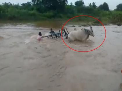 Video: Bullock cart washed away in flood water, people struggle to save life of bullocks in Chandrapur | Video: पुराच्या पाण्यात वाहून गेली बैलगाडी, बैलांचा जीव वाचविण्यासाठी माणसांची धडपड