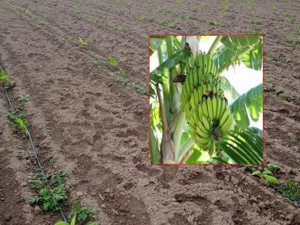 In the name of 'B' grade, bananas have to be sold at almost half the price. | ‘बी’ ग्रेडच्या नावाखाली पाडतात केळीचे भाव; चक्क अर्ध्या दरात होतेय विक्री