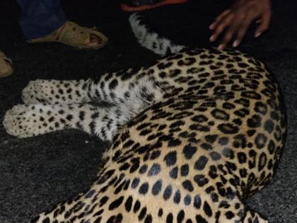 A leopard that was feared by people was killed in a collision with a vehicle in amravati, now hahaha | लोकांनी धास्ती घेतलेला बिबट्या वाहनाच्या धडकेत ठार, आता हळहळ