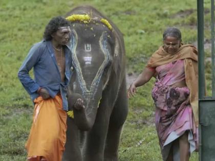 The world has seen 'their' bomman and bellie love of elephants, but 'they' haven't seen The Elephant Whisperers yet; Because... | 'त्यांचं' हत्तीप्रेम जगाने पाहिलं, पण 'त्यांनी' अजून The Elephant Whisperers पूर्ण पाहिलेली नाही; कारण...