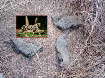 Video: New Year's Good News; Three cheetah cubs born in Kuno National Park | Video: नववर्षाची गुडन्यूज; कुनो नॅशनल पार्कमध्ये चित्त्याच्या तीन बछड्यांचा जन्म