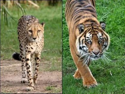 Not in the tiger's capital is the 'cheetah' attractive region | वाघाच्या राजधानीत नाही ‘चित्ता’कर्षक प्रदेश, विदर्भावासियांचा सवाल