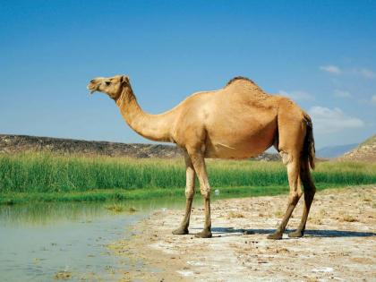 A speeding car took the life of a camel; A case has been registered against the driver | भरधाव कारने घेतला उंटाचा जीव; कारचालकाविरुद्ध गुन्हा दाखल