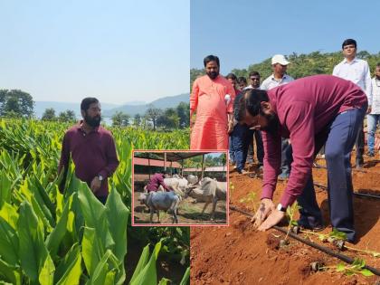 दूरच्या रानात, केळीच्या बनात; मुख्यमंत्री शिंदे शेतीत रमले, गाईंनाही कुरवाळले