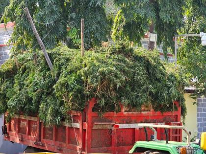 Cannabis cultivation at Hatta in Lonara; A trolley load of 14 quintal cannabis plants seized | तब्बल १६ तास कारवाई, हत्ता येथे गांजाची शेती; १४ क्विंटलची ट्रॉलीभर झाडे जप्त