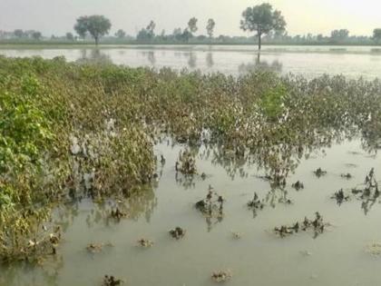 Support for farmers affected by excessive rainfall; 50 crore booster to the district | अतिवृष्टीग्रस्त शेतकऱ्यांना मदतीचा आधार; जिल्ह्याला ५० कोटींचा बुस्टर