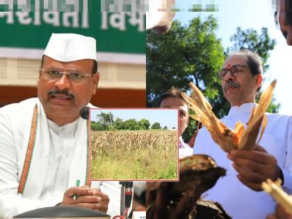 Uddhav Thackeray: 'What is the criteria for wet drought, should the ministers be drowned in mud?' Uddhav thackeray ast abdul sattar minister | Uddhav Thackeray: 'ओला दुष्काळसाठी कसले निकष, आता मंत्र्यांना चिखलात बुडवून काढायचं का?'