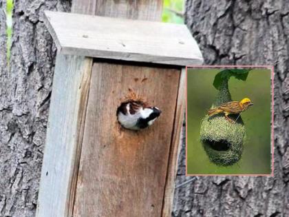 Chimney Day Special; Sealed food culture destroyed the grass of the sparrows! | चिमणी दिन विशेष; सिलबंद खाद्यसंस्कृतीने हिरावला चिमण्यांचा घास!