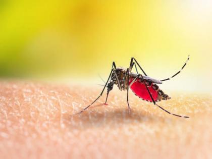 Danger of dengue, 180 patients in four days in Nagpur | डेंग्यूचा धोका, नागपुरात चार दिवसांत १८० रुग्ण