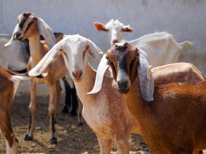 Ten goats were stolen by the thief who caught the eye of the owner at night | मालकाला रात्री लागला डोळा; चोरट्याने दहा शेळ्या पळविल्या