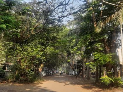 110 trees axed due to road concretization in Dombivli MIDC residential area? | डोंबिवली MIDC निवासी परिसरातील रस्ते कॉन्क्रीटीकरणामुळे ११० झाडांवर कुऱ्हाड?