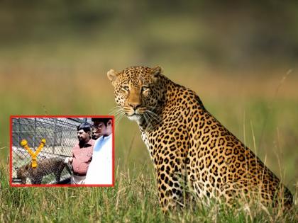 Ramdas Athawale: Ramdas Athawale Adopts Leopard from Mumbai, Named 'Rhythm Heavy' | Ramdas Athawale: नादच खुळा... रामदास आठवलेंनी दत्तक घेतला बिबट्या, 'लय भारी' नावही ठेवलं