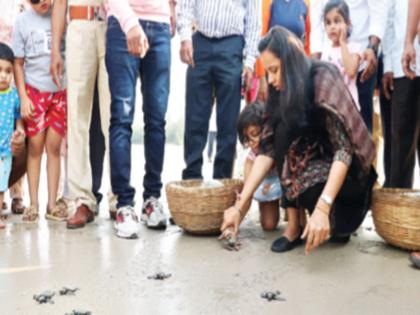 Diveagar became a tourist destination, the village of turtles, the visit of the Guardian Minister | दिवेआगर पर्यटनस्थळ बनले कासवांचे गाव, पालकमंत्र्यांची भेट