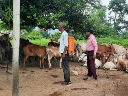 Lumpy infected 341 animals in 18 villages; Fear among herdsmen in akola | १८ गावांमध्ये ३४१ जनावरांना लम्पीची लागण; पशुपालकांमध्ये भीती 