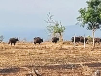 Herd of 14 cows in Sadale Madale, huge loss of agriculture | सादळे मादळे शिवारात शिरला १४ गव्यांचा कळप,‌ शेतीचे मोठे नुकसान