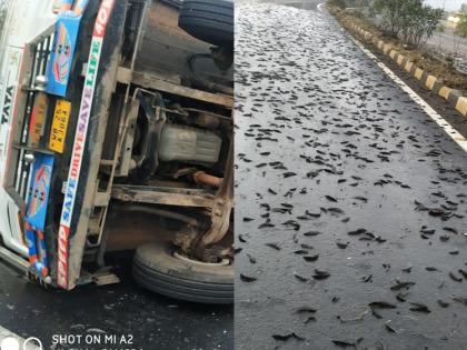 The fishing truck overturned, crowding people to catch the fish in wardha | मच्छी नेणारा ट्रक पलटला, लोकांना माहिती मिळताच पिशवीतून मासे पळवले