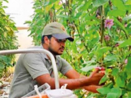 Salary per month, the farmer left; Now you can earn twice as much | महिना घसघशीत पगार सोडून बनला शेतकरी; आता करताेय दुप्पट कमाई