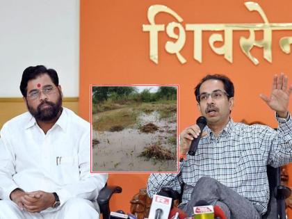 "Eknath Shindhe government only danced and paper work for poor farmers, will farmers see their plight?", Shivsena Asked about farmer and heavy rain | Shivsena: "मिंधे सरकारने कागदी घोडेच नाचवले, शेतकऱ्यांची दैना दिसेल काय?"