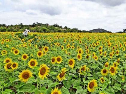 Sunflower farming is turning out to be a boon to farmers, Baliraja's experiment in Palghar | सूर्यफूल शेती ठरतेय शेतकऱ्यांना वरदान, पालघरमध्ये बळीराजाचा प्रयोग