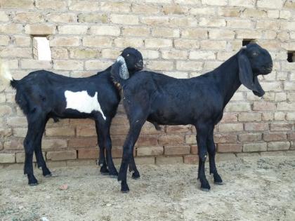 Three goats were stolen from the cowshed, a case was registered with the police against the unknown | गोठ्यातून तीन शेळ्या चोरीला, अज्ञाताविरुद्ध पोलिसांत गुन्हा दाखल