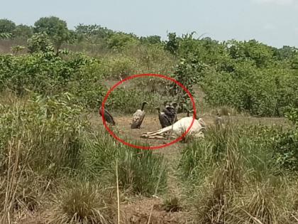 Rare vulture sightings, existence in shadow taluka in chandrapur | दूर्मिळ होत चाललेल्या गिधाडाचे दर्शन, सावली तालुक्यात दिसले 4 पक्षी