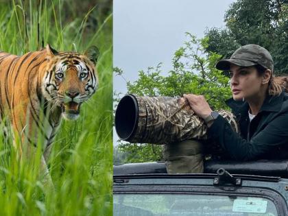 Raveena Tandon's vehicle near the tiger? The issue of safety of tigers is exposed in the video | रवीना टंडनचे वाहन वाघाजवळ? वाघांच्या सुरक्षेचा मुद्दा व्हिडिओतून समोर