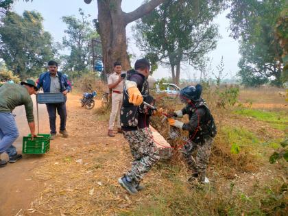 Leopard calf rescue successful; A calf sitting in the field in gondia | बिबट्याच्या बछड्याचे रेस्क्यू यशस्वी; शेतशिवारात दडी मारुन बसलेला बछडा