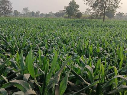 This year, there is a harvest of maize crop in the rabbit pulses and grain crops | यंदा रब्बीत कडधान्य व गळीत धान्यात मका पिकाची मुसंडी