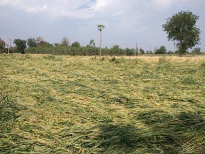 Bad weather hits 2100 hectares; Damage to orchards including wheat, gram, onion in amravati | अवकाळीने २१०० हेक्टरला फटका; गहू, हरभरा, कांद्यासह फळबागांचे नुकसान